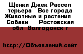 Щенки Джек Рассел терьера - Все города Животные и растения » Собаки   . Ростовская обл.,Волгодонск г.